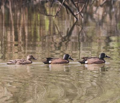 Blue Winged Teal Ducks